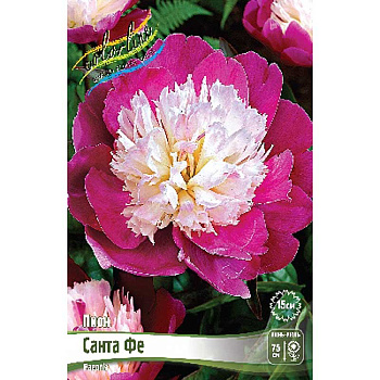 Пион Санта Фе 2/3 n 15 шт Биг-пак 8024