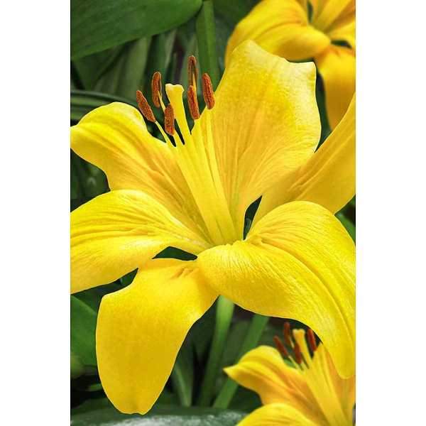 Лилия Йеллоу Каунти 12/14 2 шт Садовита 