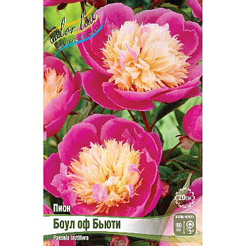 Пион Боул Оф Бьюти 2/3 n 25 шт Биг-пак 7970 