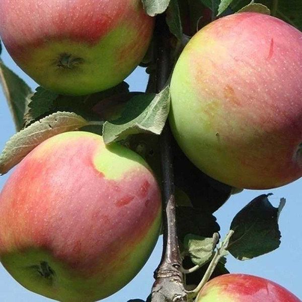 Яблоня на полукарликовом подвое Тамбовское Садовит