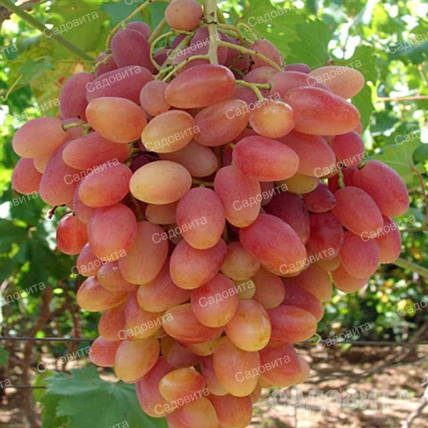 Виноград Преображение ранний Садовита
