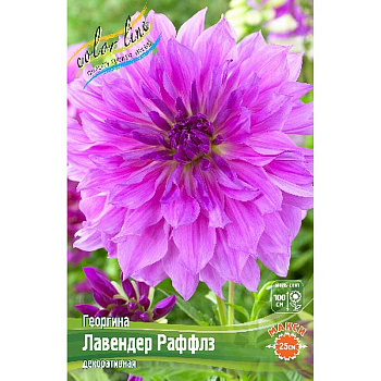 Георгина Лавендер Раффлз I 15 шт Шоу-бокс 8984