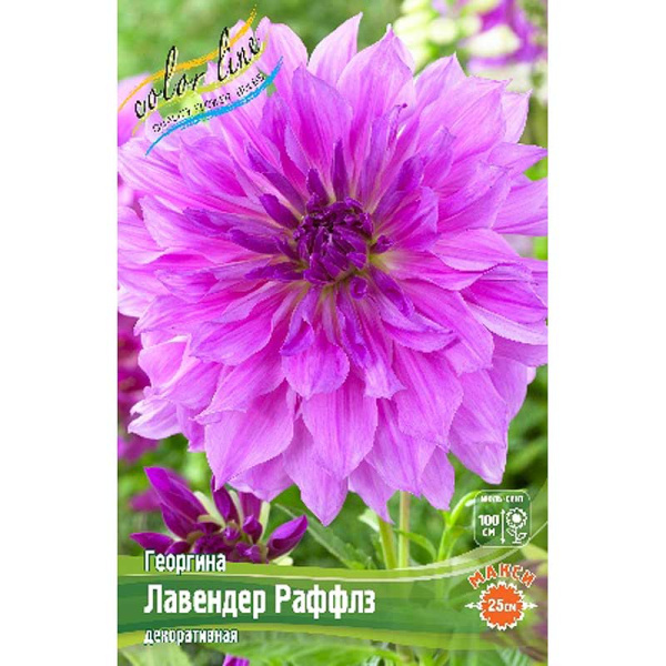 Георгина Лавендер Раффлз I 15 шт Шоу-бокс 8984