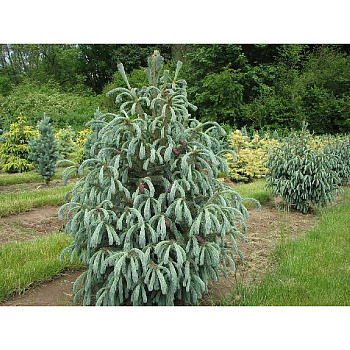 10534 Ель Энгельмана Блю Магу C10 60-70cm ,шт