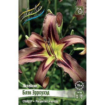 Лилейник Блэк Эрроухэд I 1 шт