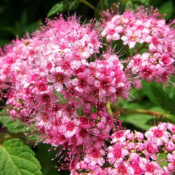 Спирея Японская Литл Принцесс C1.5