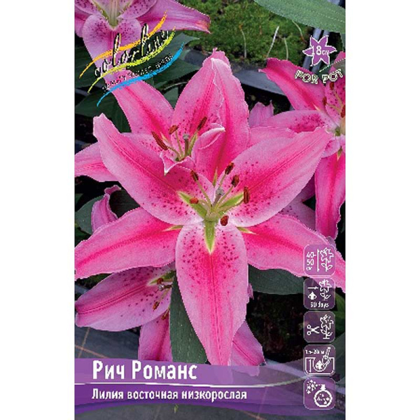 Лилия Рич Романс 12/14 5 шт 