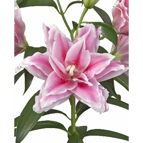 Лилия Roselily Люсия 12/14 1 Эконом шт 