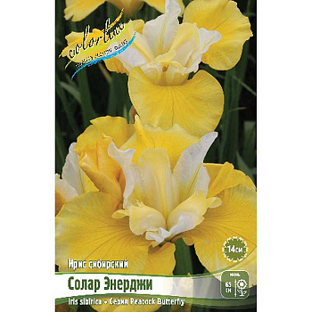 Ирис Сибирский Солар Энерджи I 1 шт