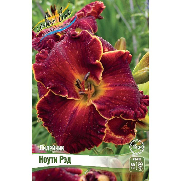 Лилейник Ноути Рэд I 25 шт Биг-пак 5974