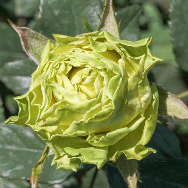 Роза чайно-гибридная Жади Садовита