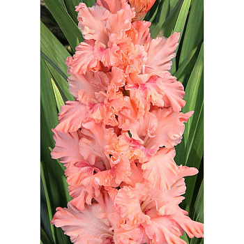 Гладиолус Меланхолия 8/10 15 шт, Садовита 