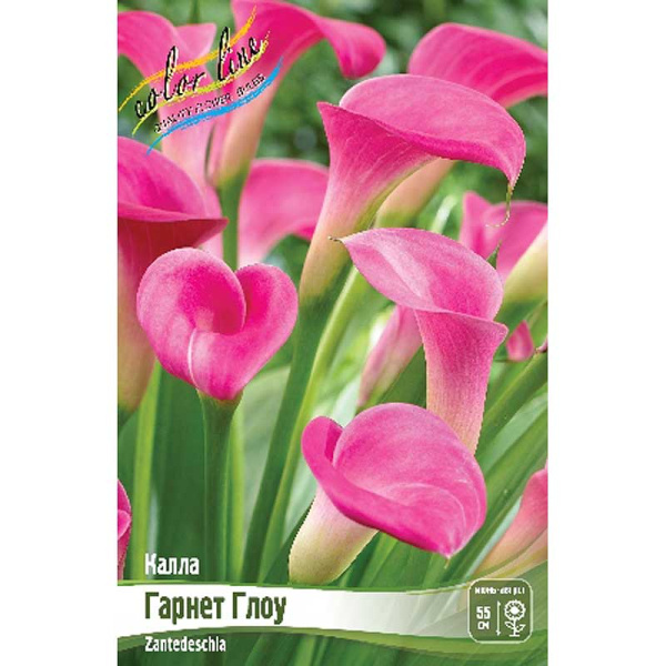 Калла Гарнет Глоу 12/14 30 шт Шоу-бокс 8720 