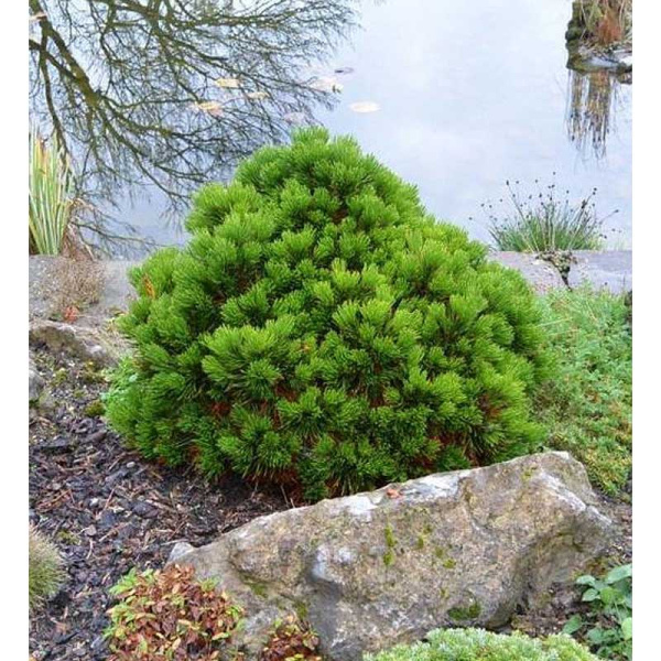 Сосна Белокорая Шмидта C1.5