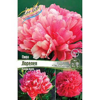 Пион Лорелея 2/3 n 1 шт