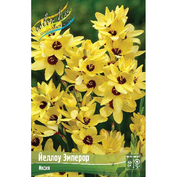 Иксия Йеллоу Эмперор 5/+ 10 шт 