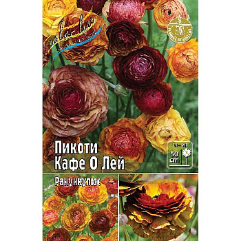 Ранункулюс Пикоти Кафе О Лей 4/5 200 шт Шоу-Бокс 9212