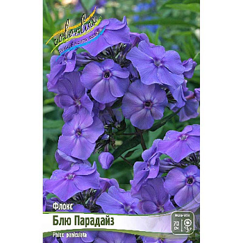Флокс Блю Парадайз I 25 шт Биг-Пак 13265 