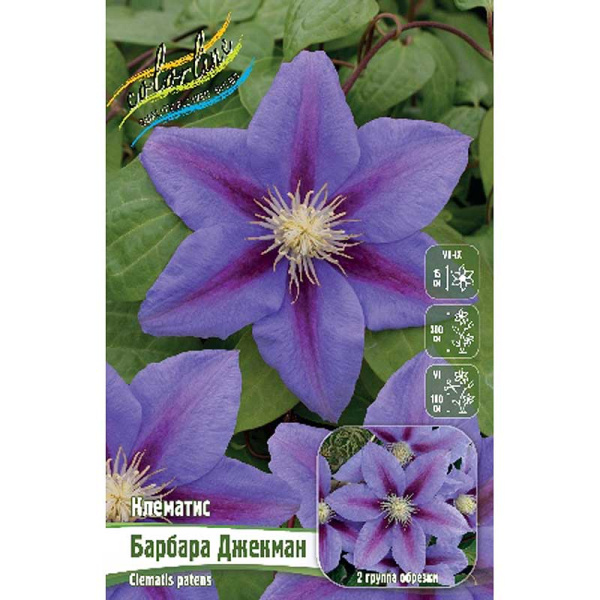 Клематис Барбара Джекман I 25 шт Биг-пак 3981 