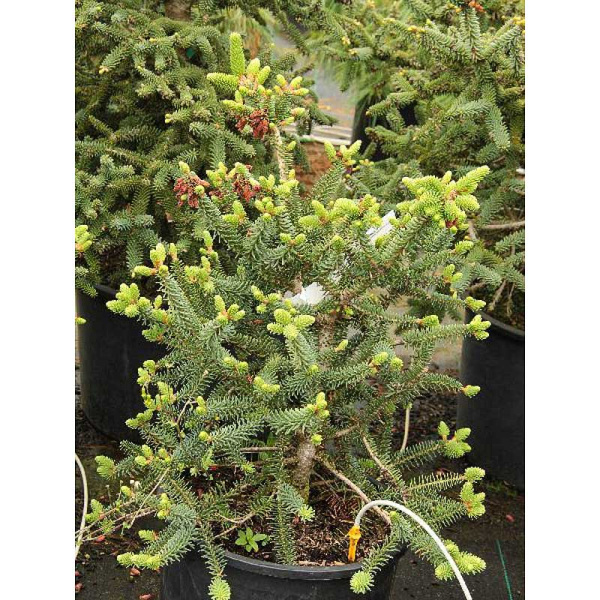 Пихта Испанская Хортсманн C1.5 шт