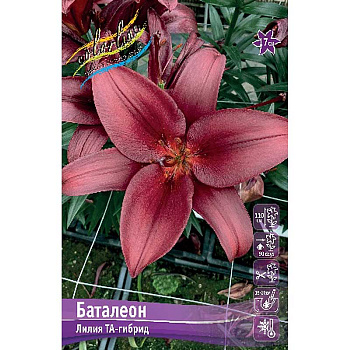 Лилия Баталеон 10/12 7 шт 