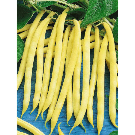 Фасоль Золотая Сакса спарж. ЦветСад Ц
