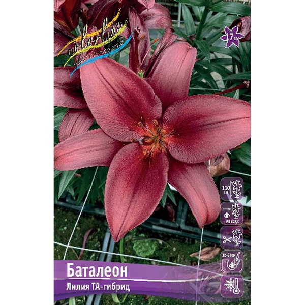 Лилия Баталеон 10/12 7 шт 
