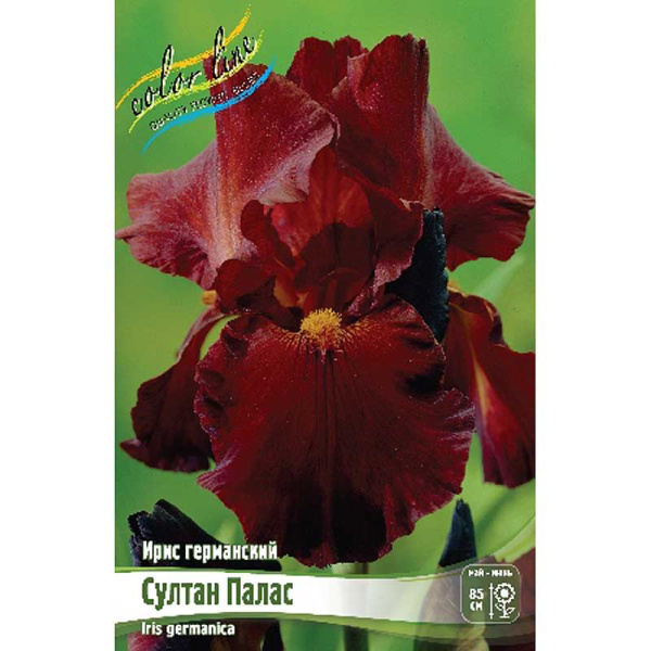 Ирис Германский Султан Палас I 1 шт