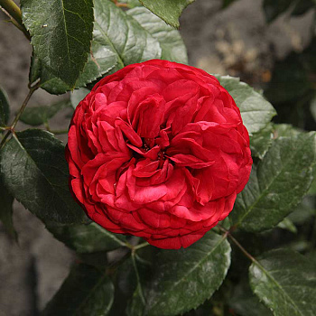 Роза чайно-гибридная Пиано Садовита