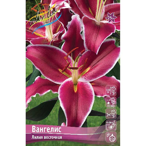 Лилия Вангелис 16/18 25 шт Биг-Пак 11078 