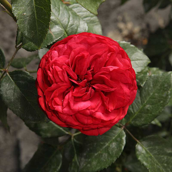 Роза чайно-гибридная Пиано Садовита