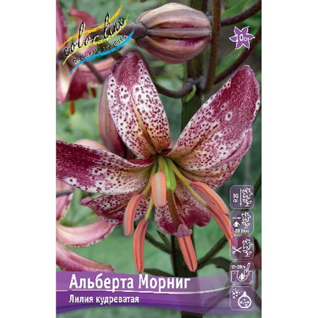 Биг-Пак Лилия Альберта Морниг 14/16 25 шт