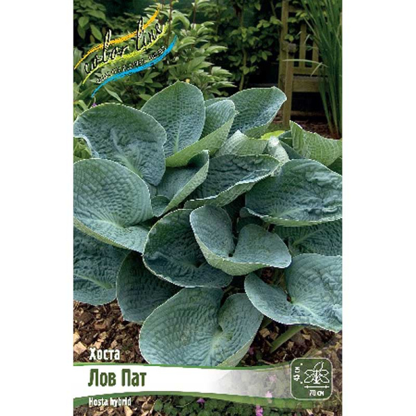 Хоста Лов Пат 1 n 25 шт Биг-пак 5983