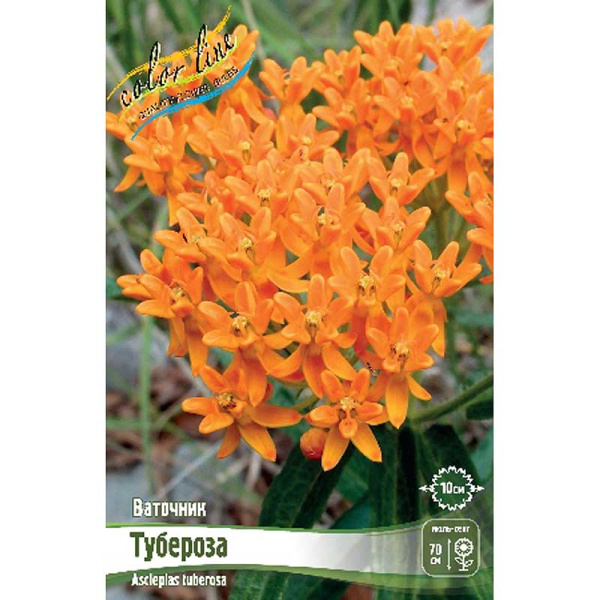 Ваточник Тубероза I 2 шт