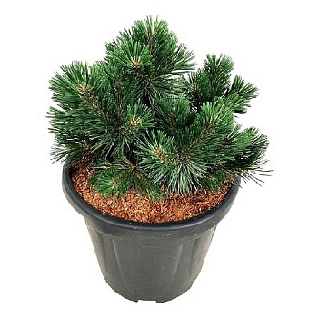 1185 Сосна Горная Грин Перл C3 20-25cm ,шт