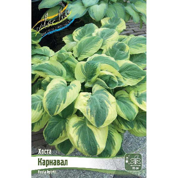 Хоста Карнавал 1 n 1 шт 