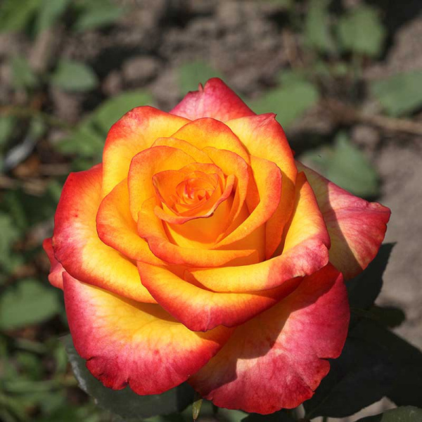 Роза флорибунда Циркус Садовита