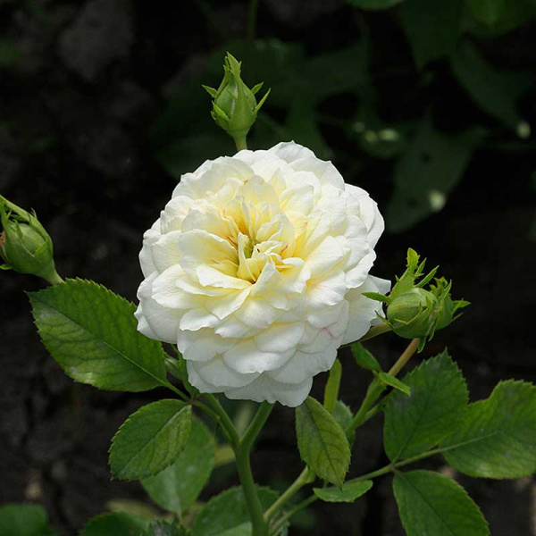 Роза Чайно-гибридная Голден Мейландина Садовита