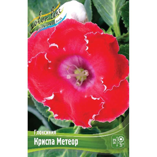 Глоксиния Криспа Метеор 5/6 2 шт 