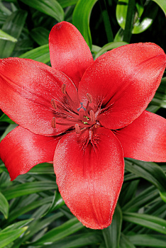 Лилия Рэд Хайленд 16/18 3 шт Садовита 