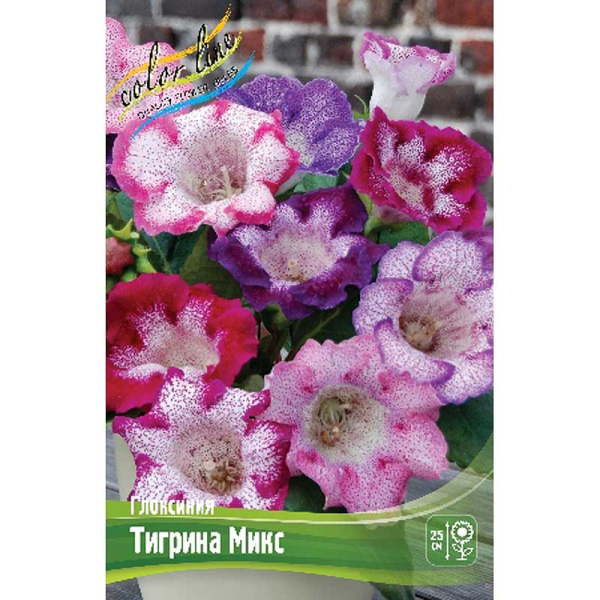 Глоксиния Тигрина Микс 5/6 2 шт 
