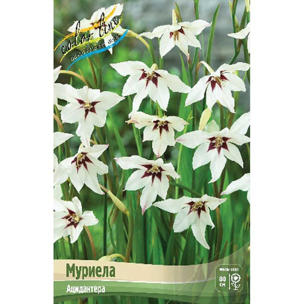 Ацидантера Муриела 6/8 10 шт 