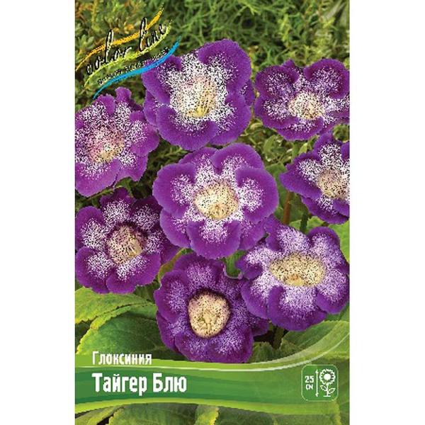 Глоксиния Тайгер Блю 5/6 2 шт 