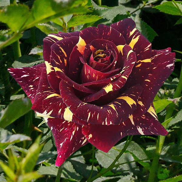 Роза плетистая Абракадабра плетистая Садовита