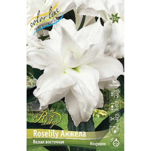 Лилия Roselily Анжела 12/14 5 шт 