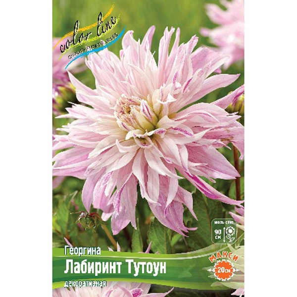 Георгина Лабиринт Тутоун I 1 шт