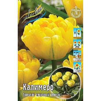 Шоу-бокс Тюльпан Калимеро 10/11 100 шт