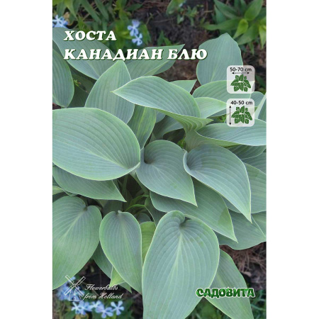 Хоста Канадиан Блю 1 n 2 шт Садовита