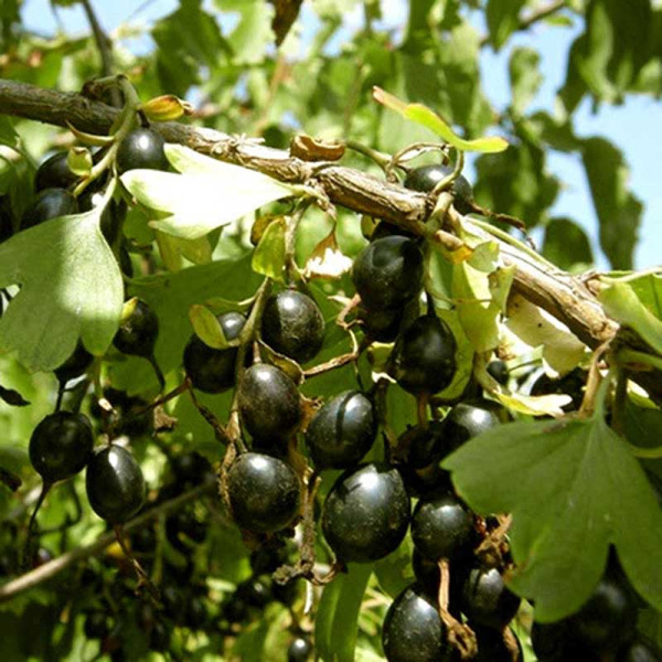 Смородина золотистая Изабелла Садовита