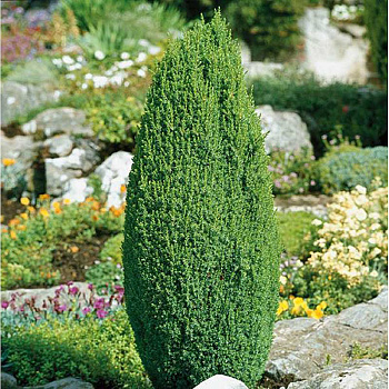 Можжевельник Обыкновенный Компресса C3 25-30cm